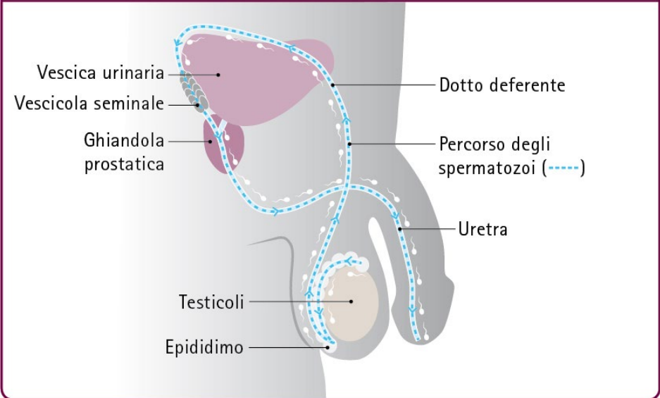 Parliamo di orgasmo? 3 il percorso degli spermatozoi,