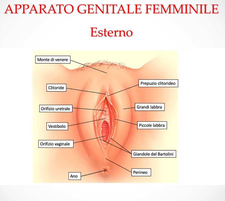 Parliamo di orgasmo? 4 apparato genitale femminile,