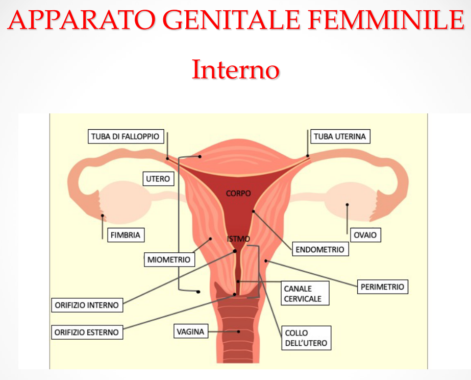 Parliamo di orgasmo? 5 apparato genitale femminile interno