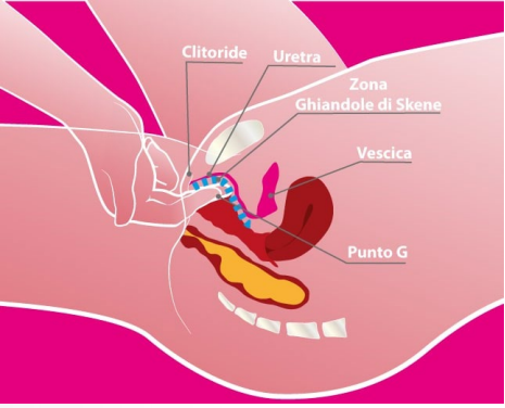 Parliamo di orgasmo? 7 schema apparato femminile interno,